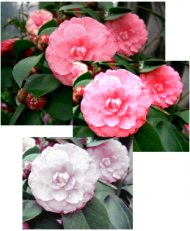 1Image adjustment example 3.png